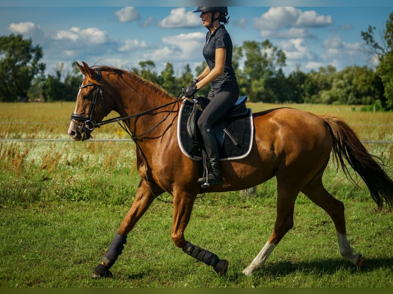 Oldenburg Mare 7 years 16,1 hh Chestnut in M&#xFC;hlenbergeFriesack