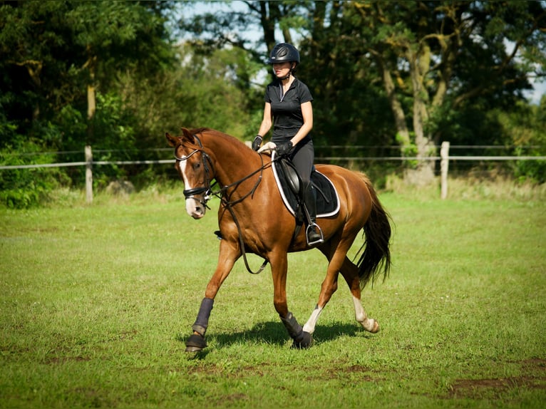 Oldenburg Mare 7 years 16,1 hh Chestnut in M&#xFC;hlenbergeFriesack