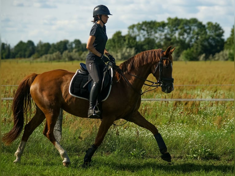 Oldenburg Mare 7 years 16,1 hh Chestnut in M&#xFC;hlenbergeFriesack