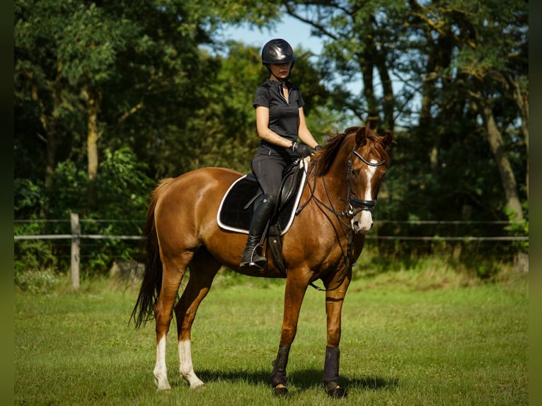 Oldenburg Mare 7 years 16,1 hh Chestnut in M&#xFC;hlenbergeFriesack