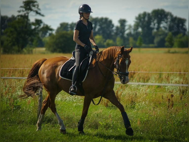 Oldenburg Mare 7 years 16,1 hh Chestnut in M&#xFC;hlenbergeFriesack
