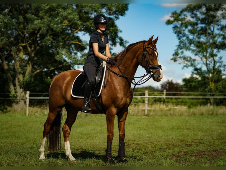Oldenburg Mare 7 years 16,1 hh Chestnut in M&#xFC;hlenbergeFriesack