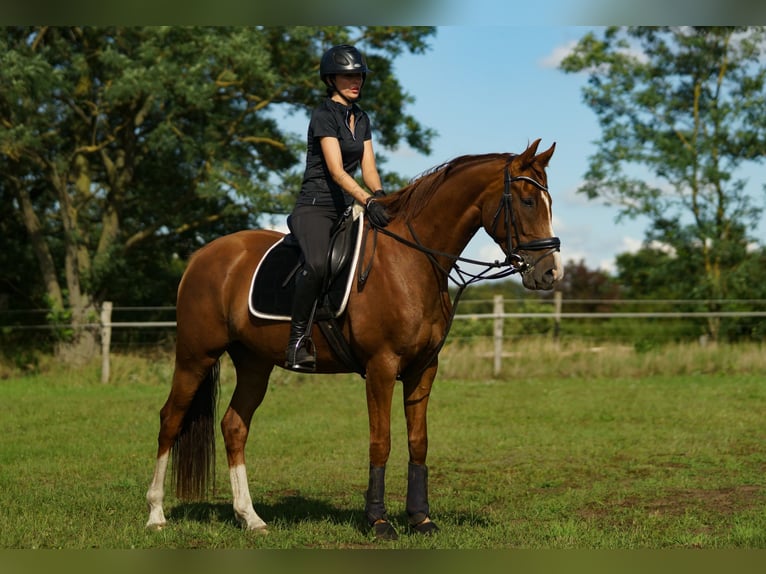 Oldenburg Mare 7 years 16,1 hh Chestnut in M&#xFC;hlenbergeFriesack