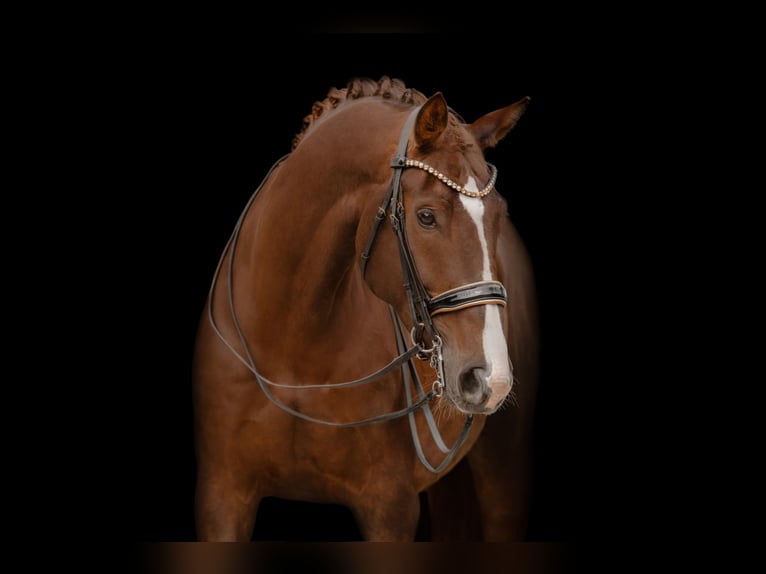 Oldenburg Mare 7 years 16,1 hh Chestnut in Wehringen