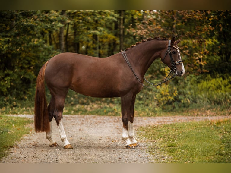 Oldenburg Mare 7 years 16,1 hh Chestnut in Wehringen