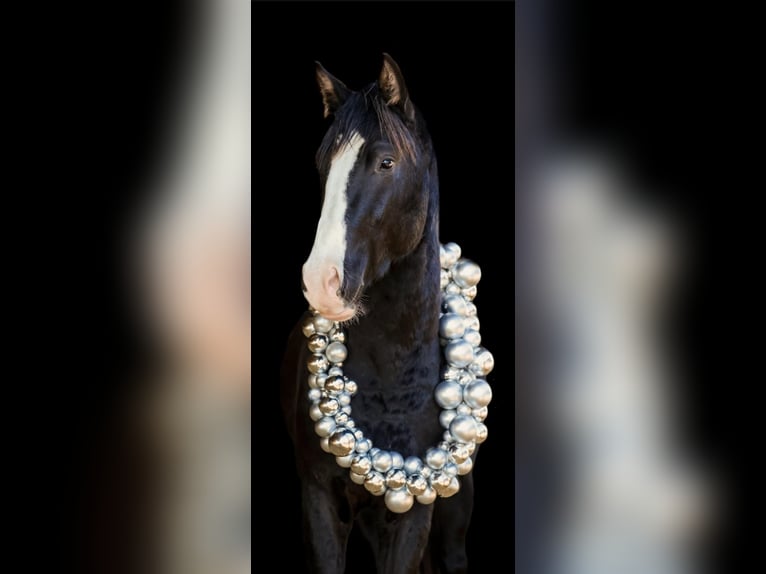 Oldenburg Mare 7 years 16,1 hh Chestnut in Vechta