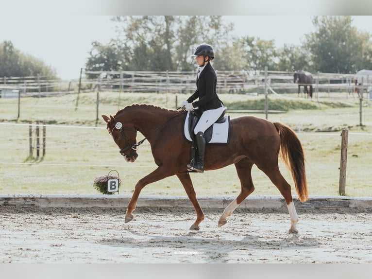 Oldenburg Mare 7 years 16,1 hh Chestnut in Friesack