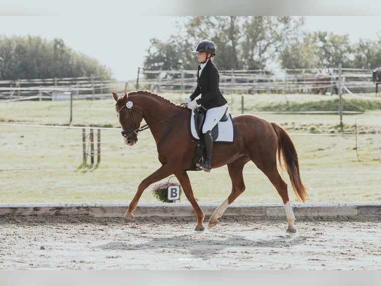 Oldenburg Mare 7 years 16,1 hh Chestnut in Friesack