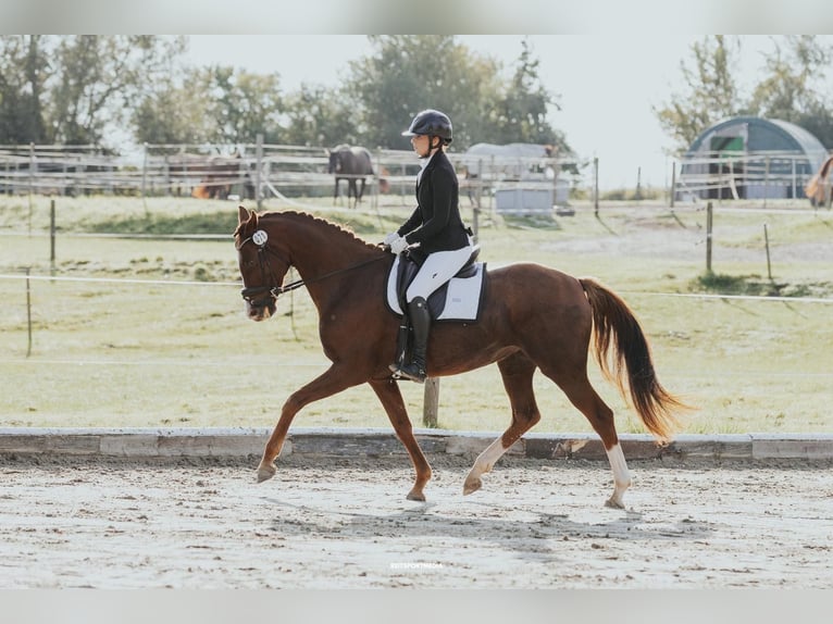 Oldenburg Mare 7 years 16,1 hh Chestnut in Friesack