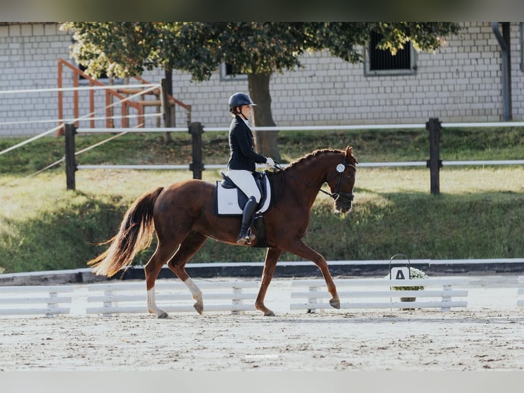 Oldenburg Mare 7 years 16,1 hh Chestnut in Friesack