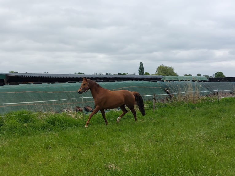 Oldenburg Mare 7 years 16,1 hh Chestnut-Red in Winsen (Luhe)