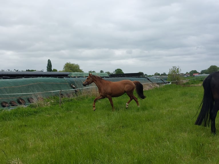 Oldenburg Mare 7 years 16,1 hh Chestnut-Red in Winsen (Luhe)