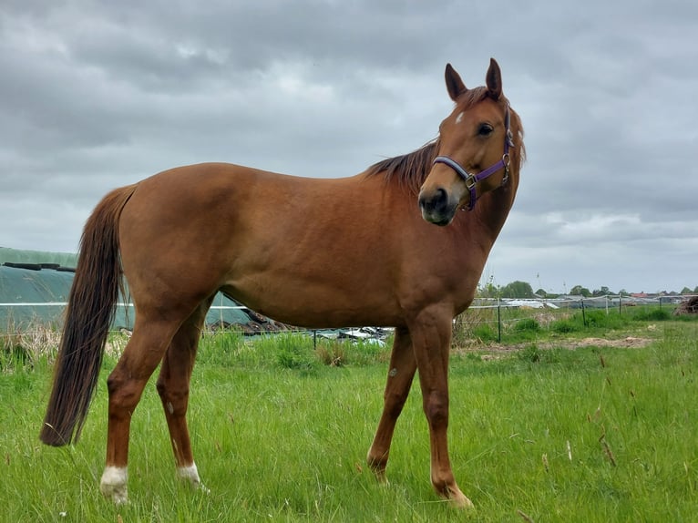 Oldenburg Mare 7 years 16,1 hh Chestnut-Red in Winsen (Luhe)