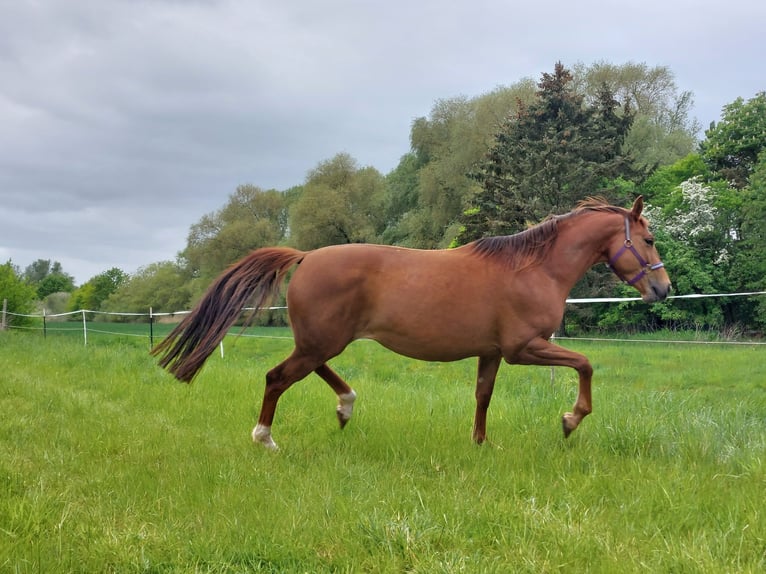 Oldenburg Mare 7 years 16,1 hh Chestnut-Red in Winsen (Luhe)