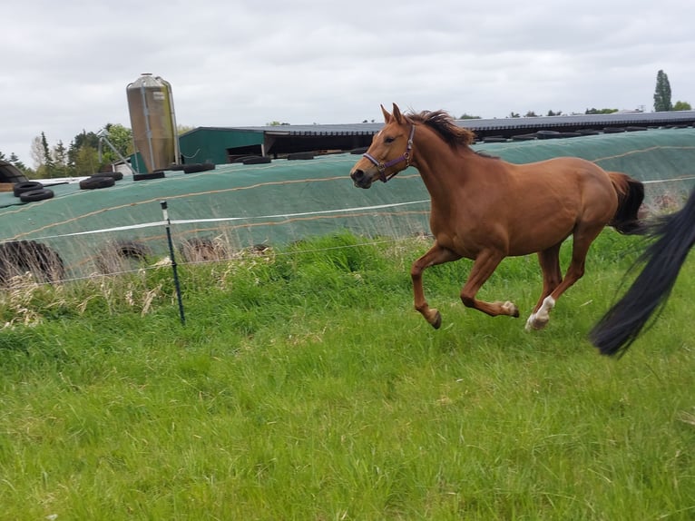 Oldenburg Mare 7 years 16,1 hh Chestnut-Red in Winsen (Luhe)