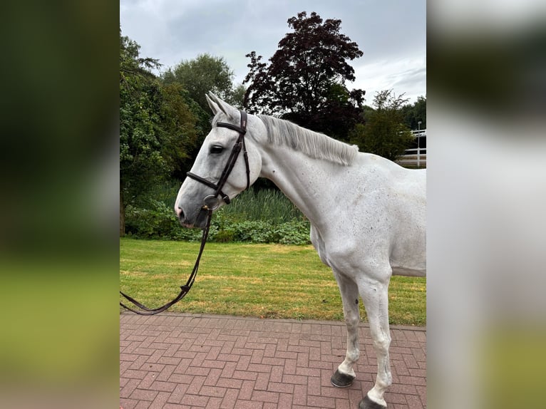 Oldenburg Mare 7 years 16,1 hh Grey in L&#xFC;tjensee
