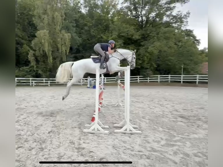 Oldenburg Mare 7 years 16,1 hh Grey in L&#xFC;tjensee