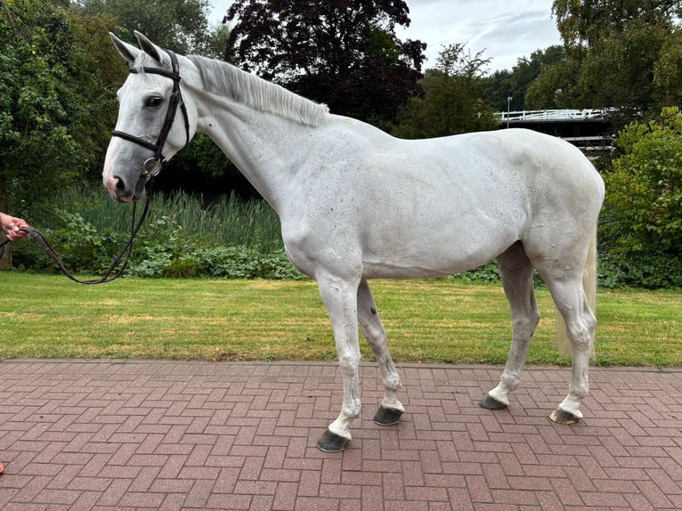 Oldenburg Mare 7 years 16,1 hh Grey in L&#xFC;tjensee