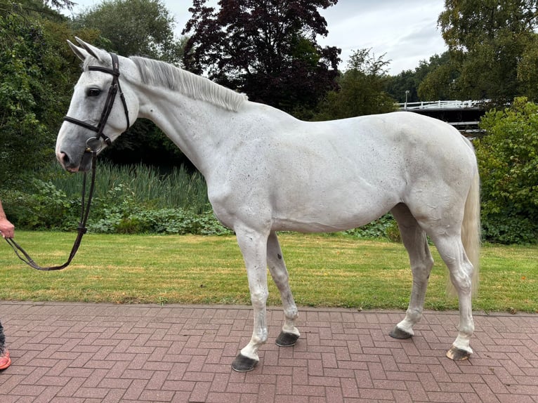 Oldenburg Mare 7 years 16,1 hh Grey in L&#xFC;tjensee