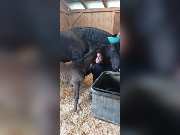 Oldenburg Mare 7 years 16,1 hh Smoky-Black in Lengerich