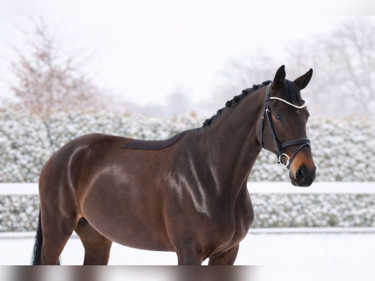 Oldenburg Mare 7 years 16,2 hh Bay-Dark in Schwäbisch Hall