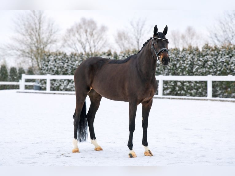 Oldenburg Mare 7 years 16,2 hh Bay-Dark in Schwäbisch Hall
