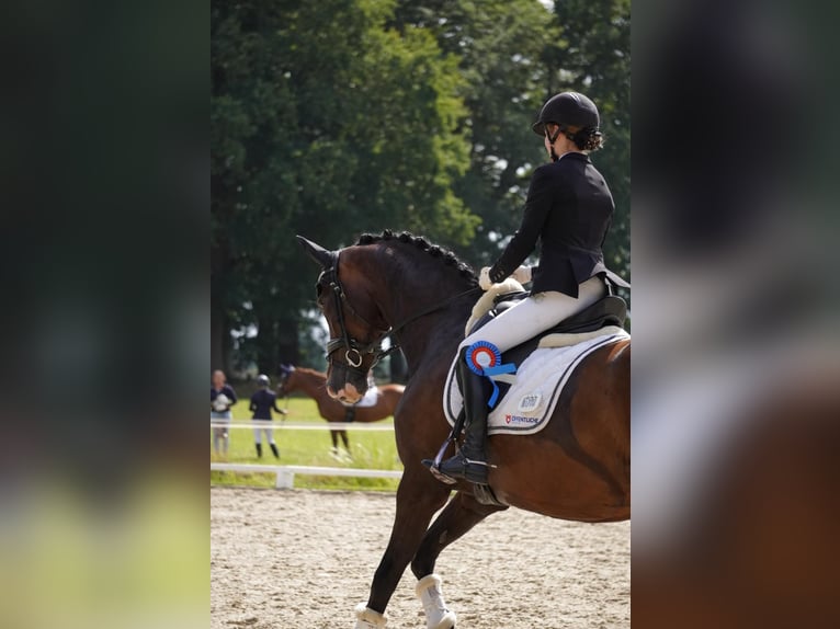 Oldenburg Mare 7 years 16,2 hh Bay-Dark in Gehrde