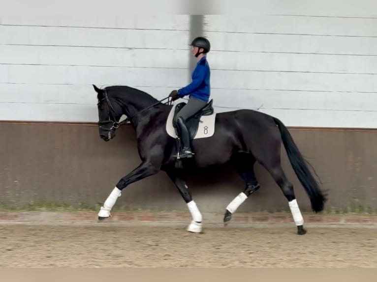 Oldenburg Mare 7 years 16,2 hh Black in Lohne (Oldenburg)