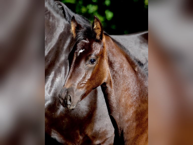 Oldenburg Mare 7 years 16,2 hh Black in Vechta