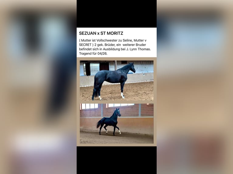 Oldenburg Mare 7 years 16,2 hh Black in Vechta