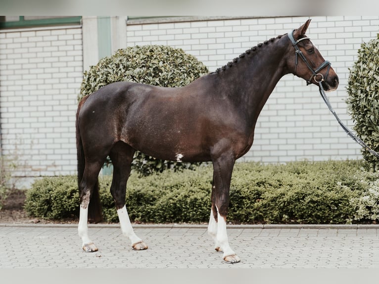 Oldenburg Mare 7 years 16,2 hh Chestnut in Sassenberg