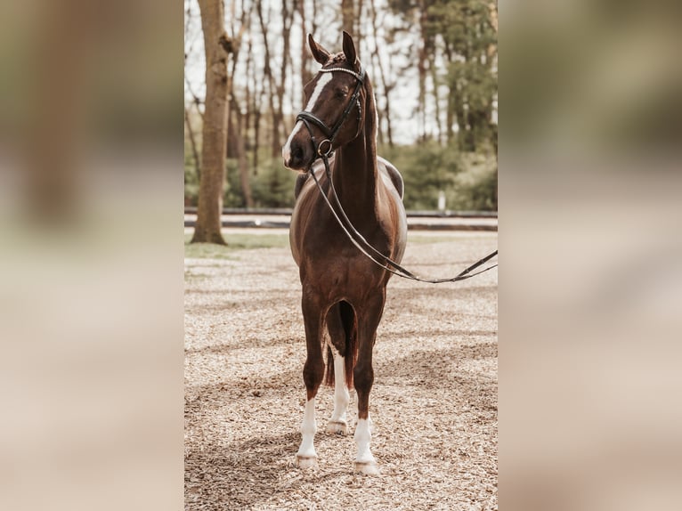 Oldenburg Mare 7 years 16,2 hh Chestnut in Sassenberg
