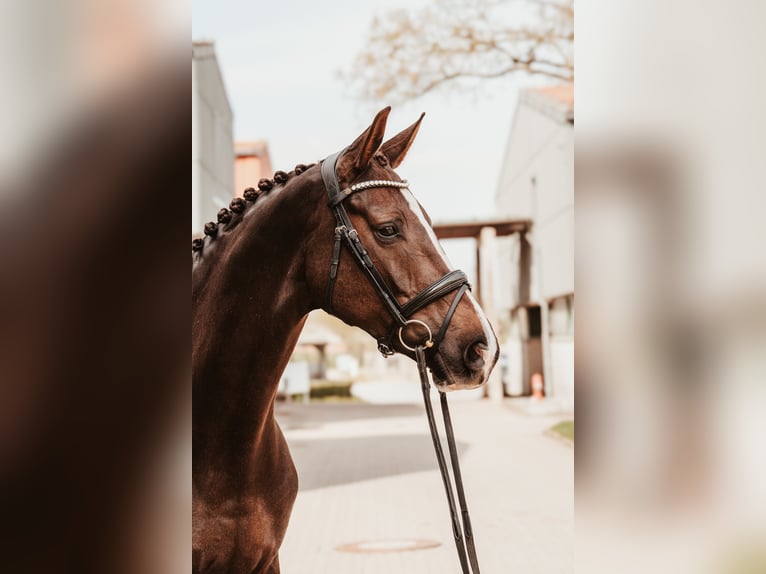 Oldenburg Mare 7 years 16,2 hh Chestnut in Sassenberg