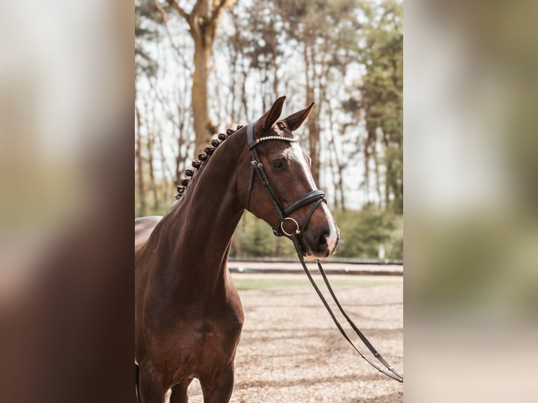 Oldenburg Mare 7 years 16,2 hh Chestnut in Sassenberg