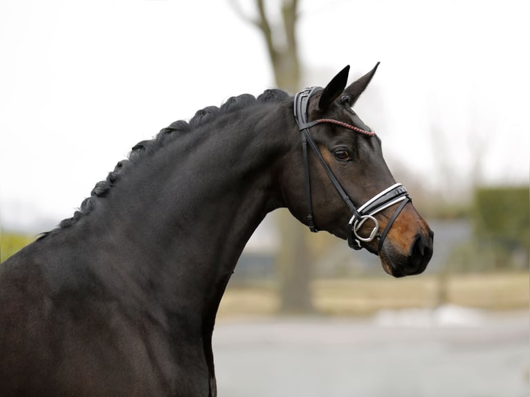 Oldenburg Mare 7 years 16,2 hh Smoky-Black in Vechta