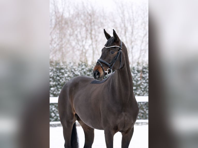 Oldenburg Mare 7 years 16,2 hh Smoky-Black in Schwäbisch Hall