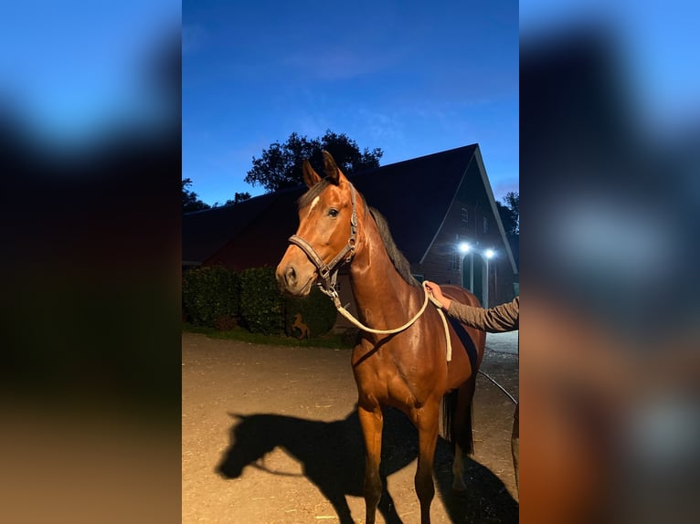 Oldenburg Mare 7 years 16,3 hh Bay-Dark in Ihlienworth