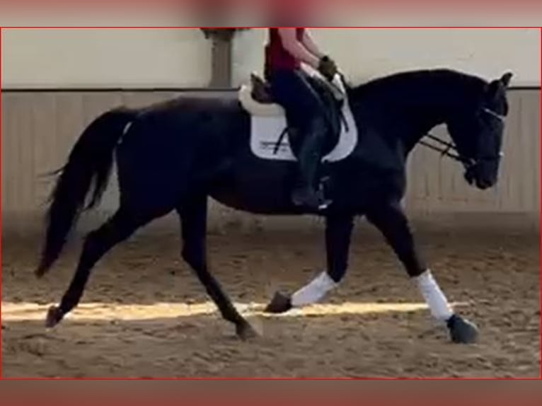 Oldenburg Mare 7 years 16,3 hh Black in Kirchdorf