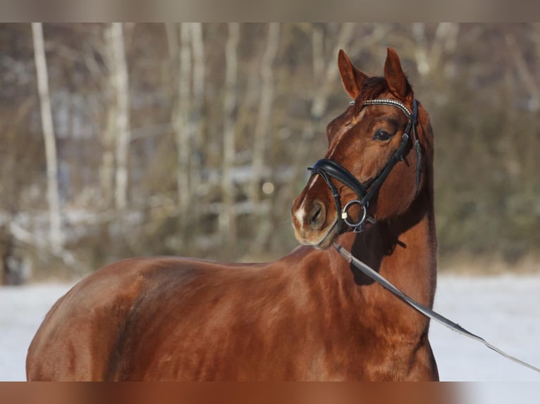 Oldenburg Mare 7 years 16,3 hh Chestnut-Red in Protivin