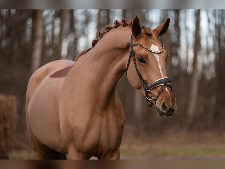 Oldenburg Mare 7 years 16,3 hh Chestnut-Red in Wehringen