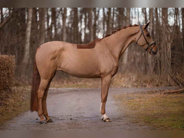 Oldenburg Mare 7 years 16,3 hh Chestnut-Red in Wehringen