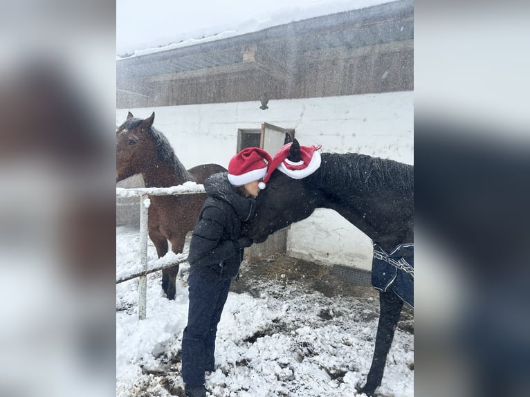 Oldenburg Mare 7 years 17,1 hh Black in Unterzögersdorf