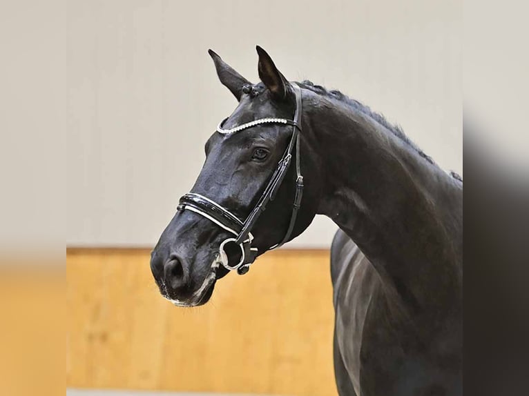 Oldenburg Mare 7 years 17,1 hh Black in Wysin