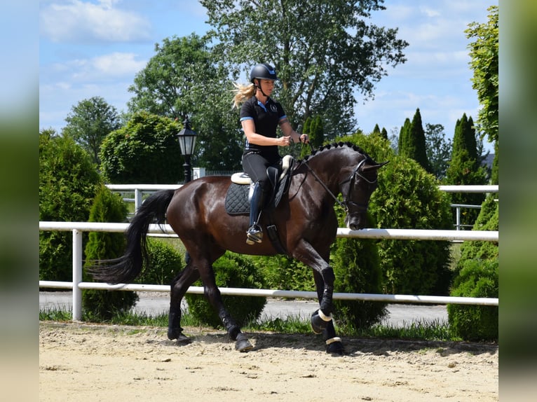 Oldenburg Mare 7 years 17,1 hh Black in Wysin