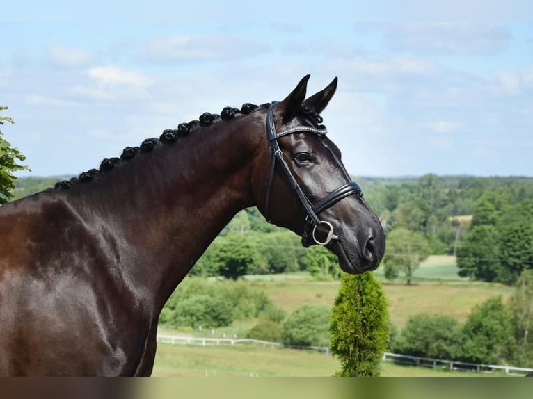 Oldenburg Mare 7 years 17,1 hh Black in Wysin