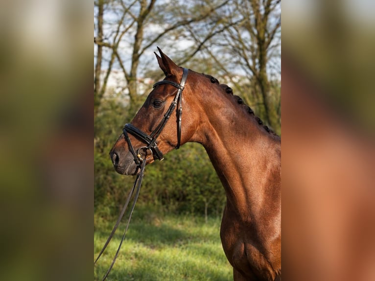 Oldenburg Mare 7 years 17.1 hh Chestnut-Red in Silleda (Casco Urbano)