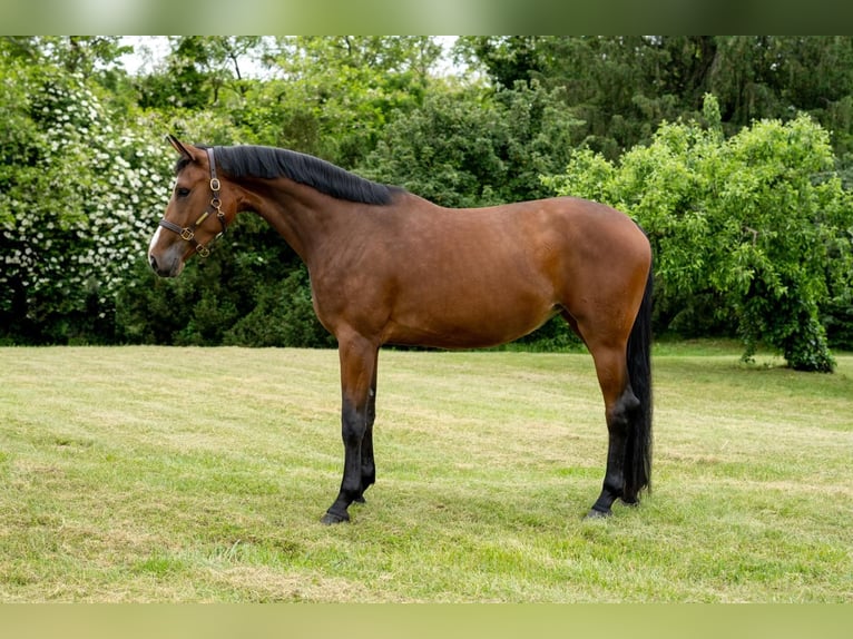 Oldenburg Mare 7 years 17.2 hh Bay in Tass