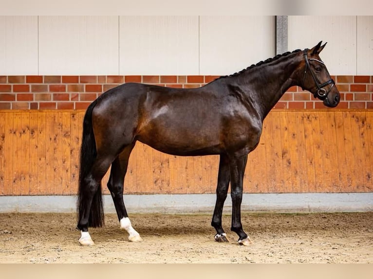 Oldenburg Mare 7 years 17.3 hh Bay-Dark in Gronau (Westfalen)