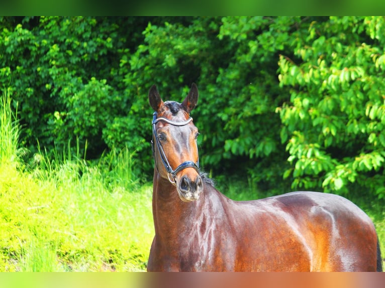 Oldenburg Mare 7 years 17 hh Bay-Dark in Radeburg