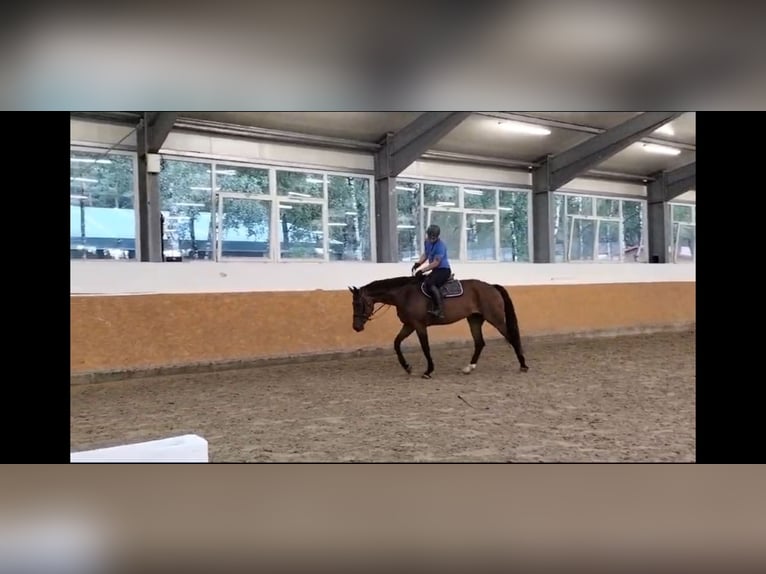 Oldenburg Mare 7 years 17 hh Bay-Dark in Görmin